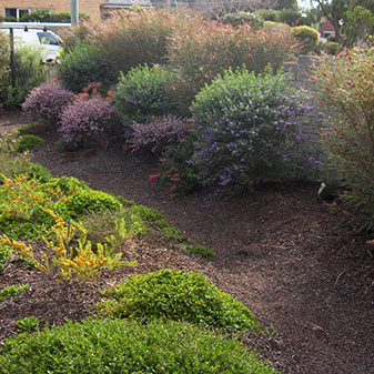 Drought Tolerant Plants