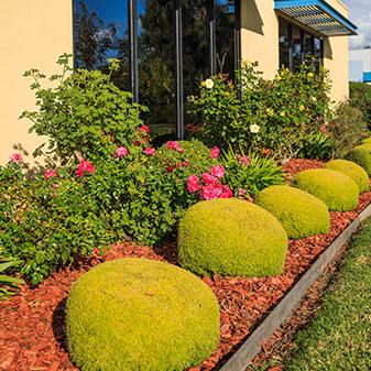 Native & Exotica Plants